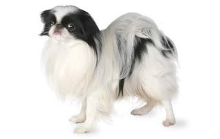about-dog-breed-japanese-chin-2-7705347