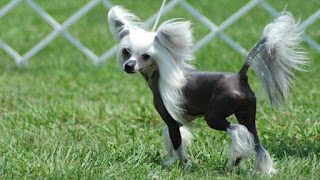 breed-chinese-crested-1471845