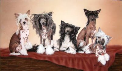 chinese-crested-painting-3335163