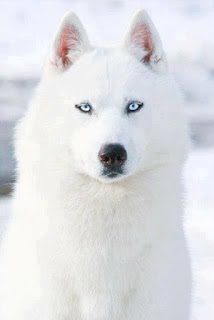 white-dogs-with-blue-eyes-5464387