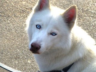 white-dogs-with-blue-eyes-alaskan-malamute-4173335