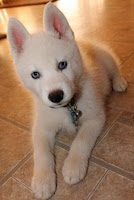 white-dogs-with-blue-eyes-siberian-husky-7902704