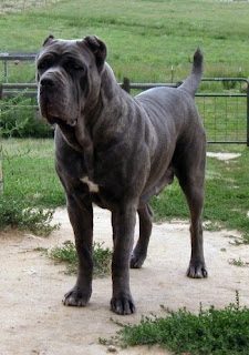 black-neapolitan-mastiff-8626309