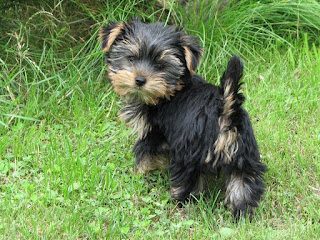 black-yorkshire-terrier-6497000