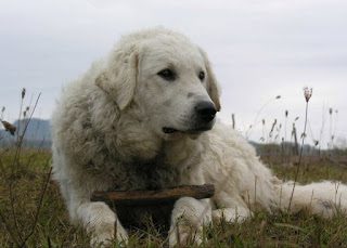 kuvasz-histiry-8635889