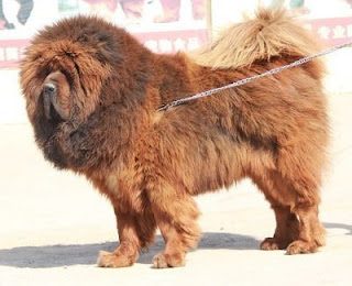 tibetan-mastiff-4991946