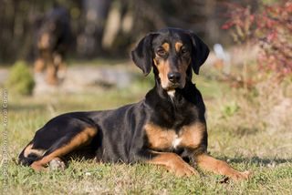 transylvanian-hound-health-9304447