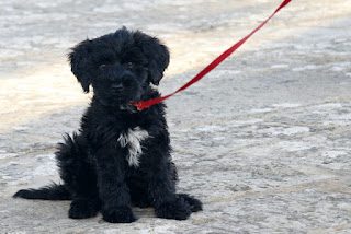 black-portuguese-water-dog-9763551