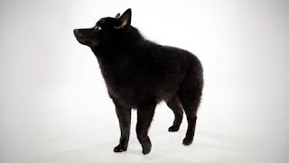 schipperke-black-dog-8182565