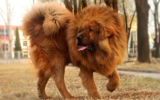 tibetan-mastiff-big-9158674