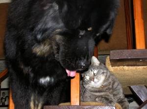 tibetan-mastiff-cat-7483393