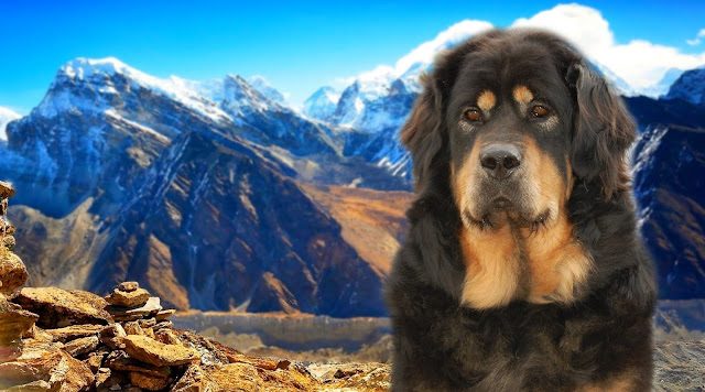 tibetan-mastiff-final-6972073