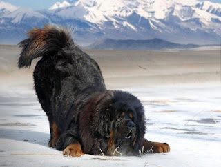 tibetan-mastiff-photo-6004750