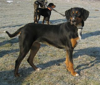 transylvanian-hound-coat-7166745