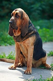 bloodhound-7271267