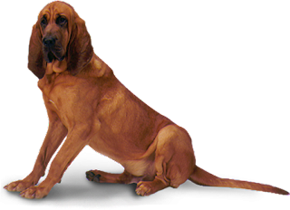 bloodhound0image-9745717