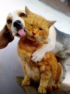 basset-hound-and-his-new-friend-cat-5945523