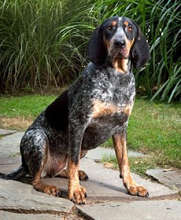 bluetick-coonhound-breed-4482480