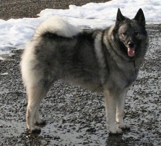 norwegian-elkhound-dog-5320583