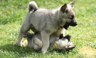 norwegian-elkhound-puppy-8689970