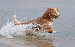 nova-scotia-duck-tolling-retriever-1-1724463