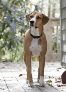 american-foxhound-pics-2983015