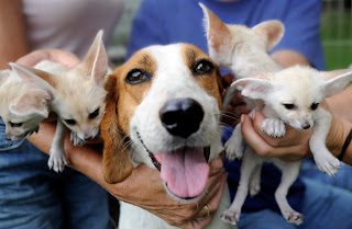 american-foxhound-with-puppies-7832317