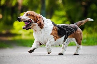 cute-funny-dog-running-on-the-road