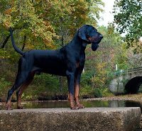 black-and-tan-coonhound-1-1464467