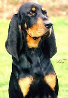 black-and-tan-coonhound-2-8833964