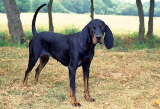 black-and-tan-coonhound-3-9598065