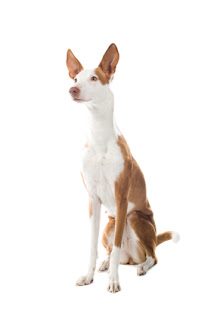 ibizan-hound-image-6156638