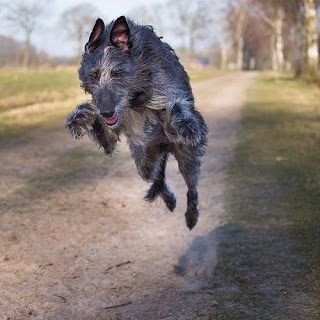 scottish-deerhound-dog-4291641