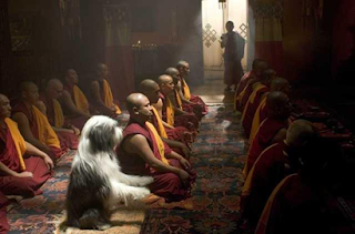 tibetan-terrier-history-7542393