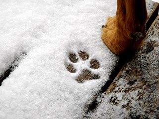 dog-paw-winter-2684792