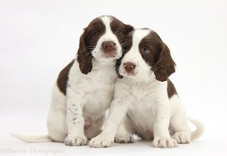 english-springer-spaniel-puppies-white-background-1129066
