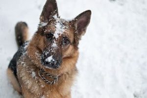 german-shepherd-in-snow-4164241