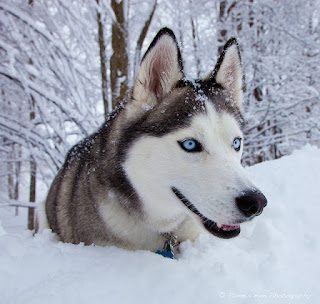 siberian-husky-snow-4877129