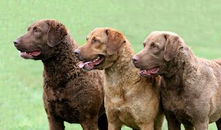 chesapeake-bay-retriever-dream-day-5772074