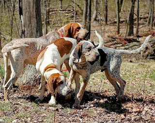 american-english-coonhound2-5438866