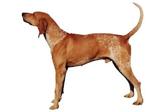 american_english_coonhound-3436364