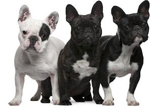 french2bbulldogs2b1-2174242