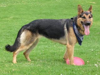 german-shepherd-breed-3845474