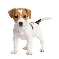 jack-russell-terrier-9666859