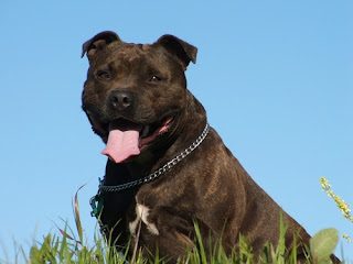 staffordshire-bull-terrier-profile-4504414