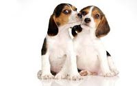 beagles_love-6551146