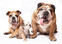english-bulldog-puppy-and-adult-dog