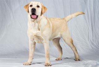 labrador-retriever-1-6527856