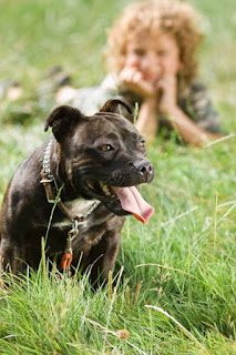 staffordshire-bull-terrier-dog-4310733