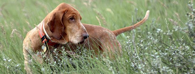bracco-italiano-dog-in-the-grass-2547764